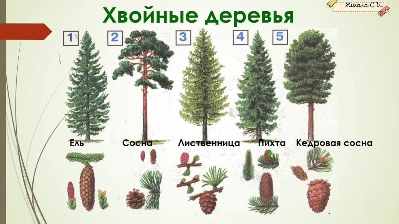 Чем отличается сосна от кедра. Ель пихта сосна кедр лиственница. Ель сосна пихта лиственница. Лиственница рисунок. Сходство между елью и лиственницей.