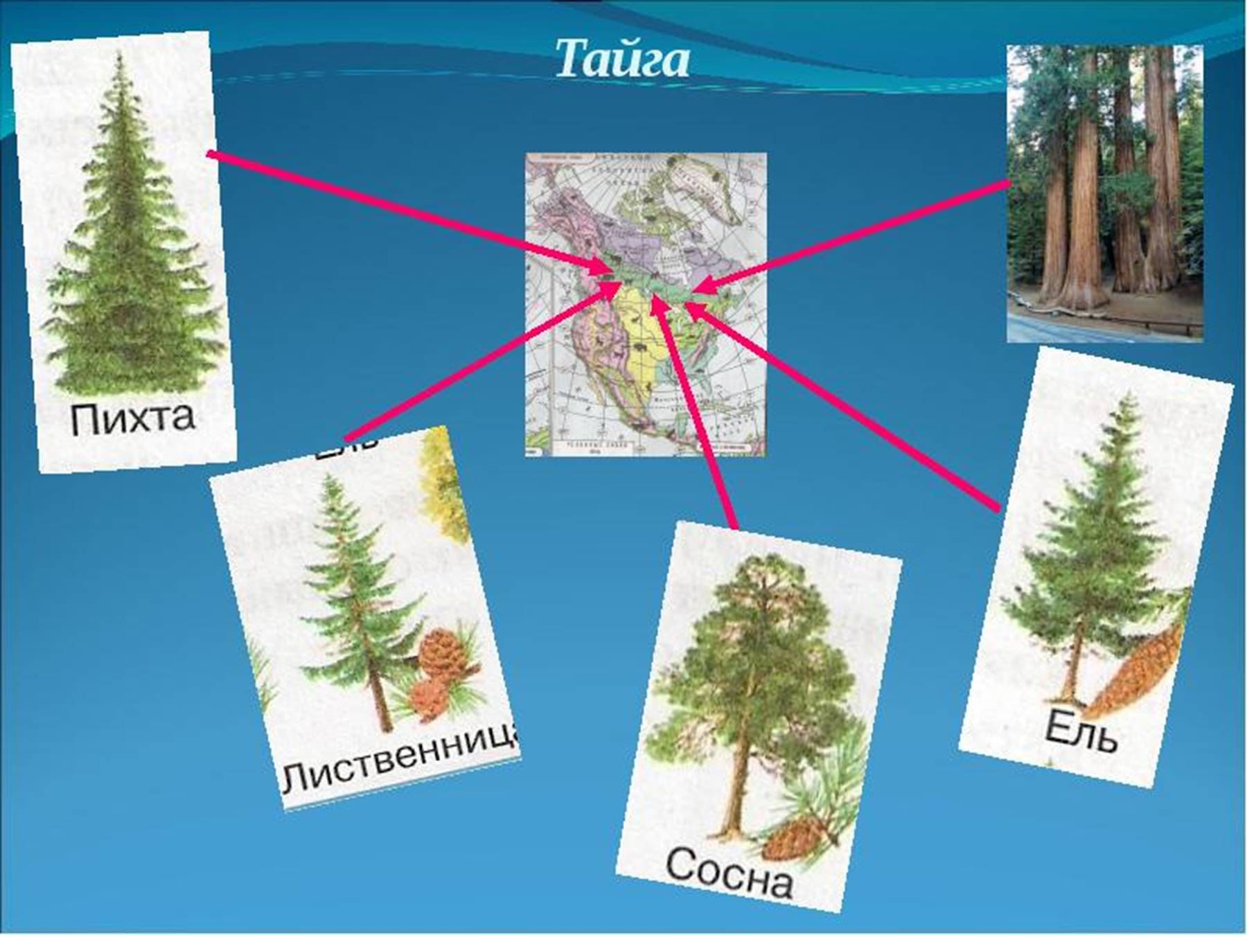 Рисунок тайги смешанный и широколиственный. Растения тайги Северной Америки. Растительный мир тайги Северной Америки. Растения тайги рисунок. Зона тайги растения Северной Америки.