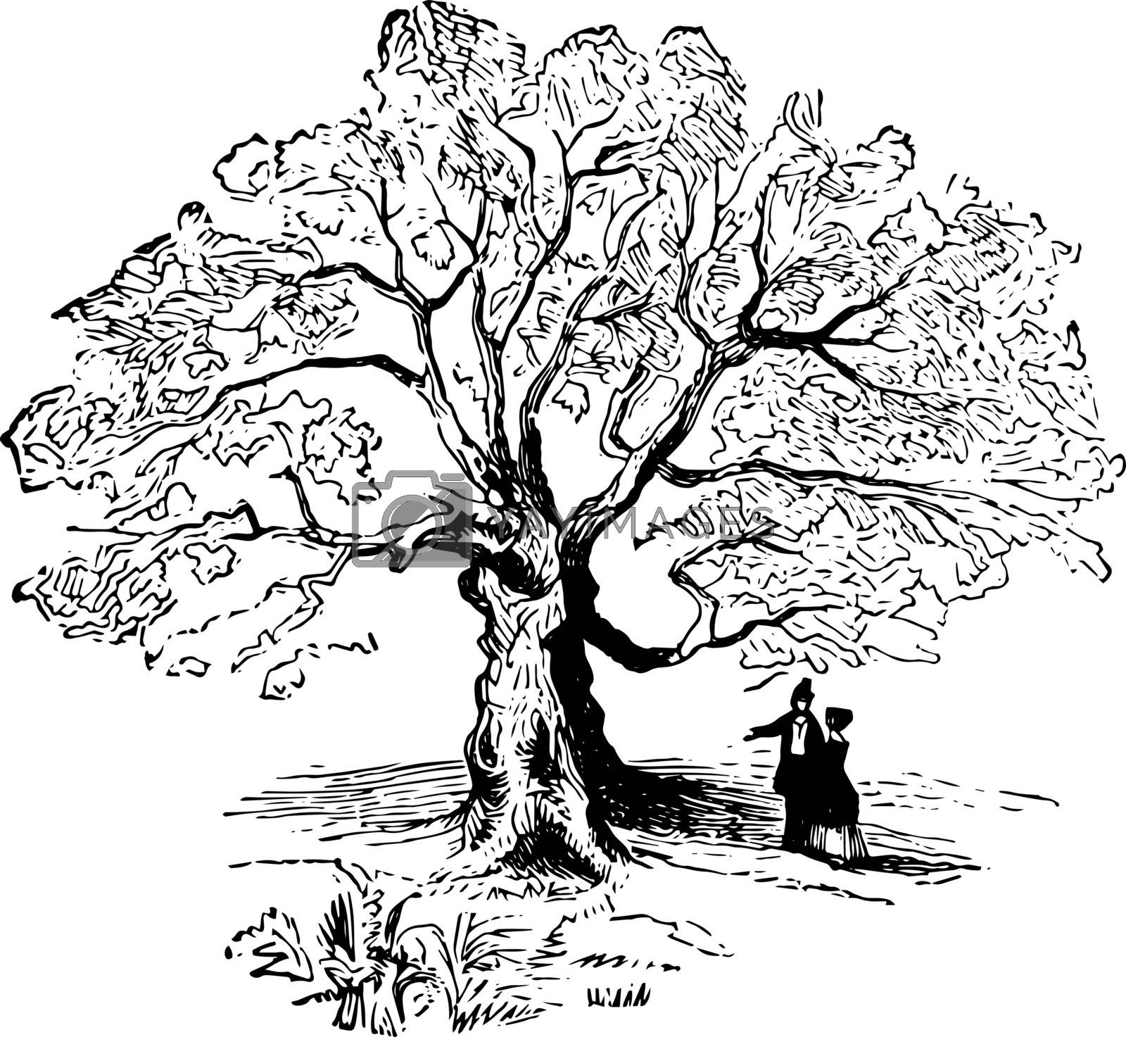 Тургеневский дуб рисунок