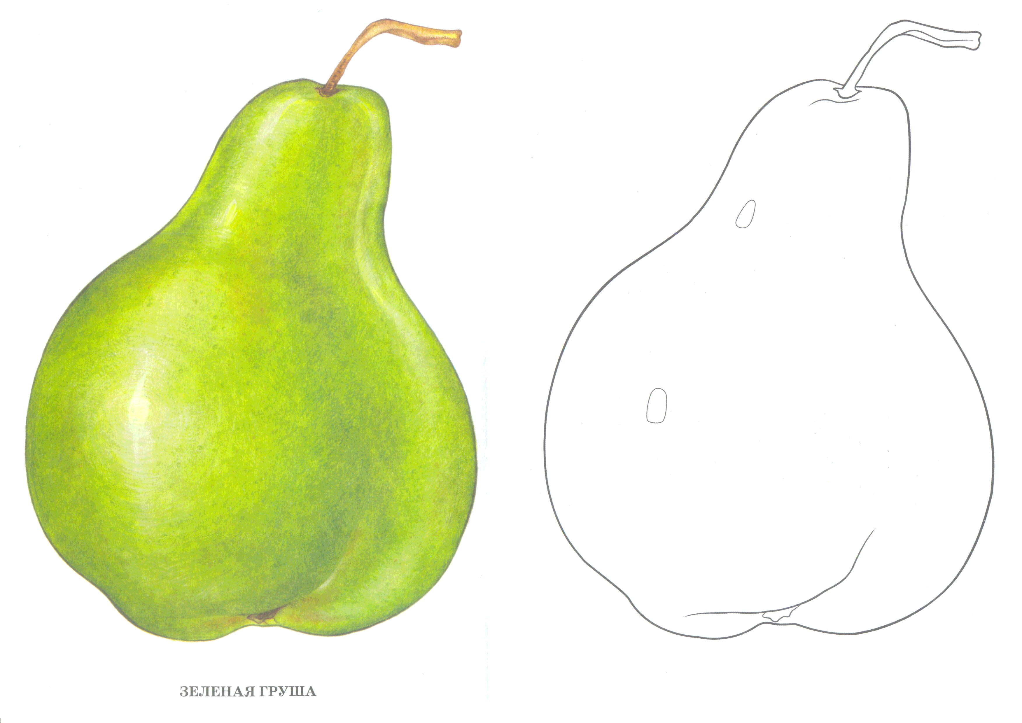 Груша форма яблока. Груша рисунок. Груша рисование для дошкольников. Форма груши. Груша раскраска для детей.