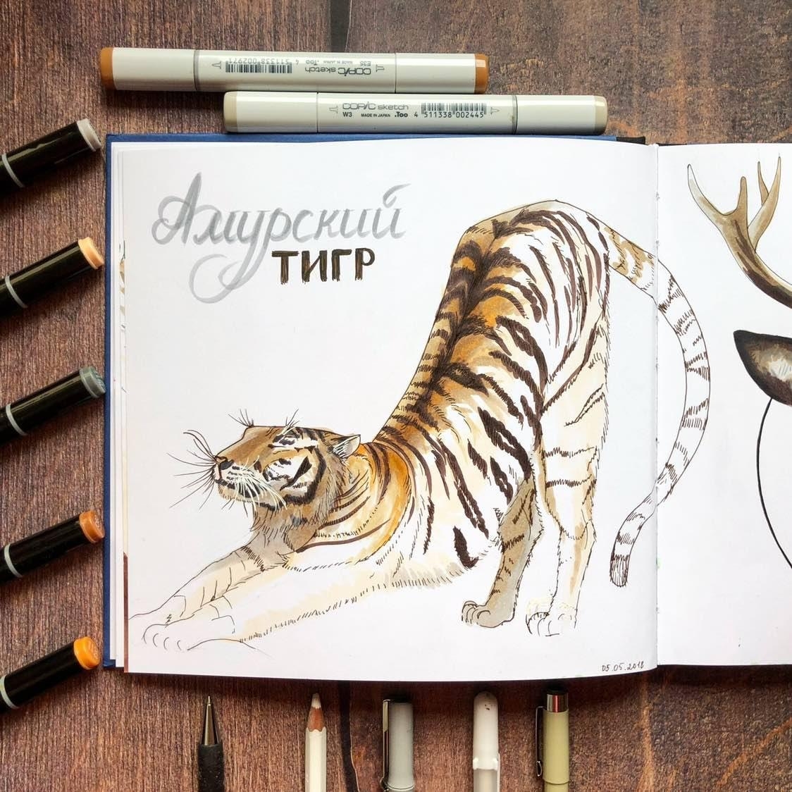 Тигр рисунок скетч - 61 фото
