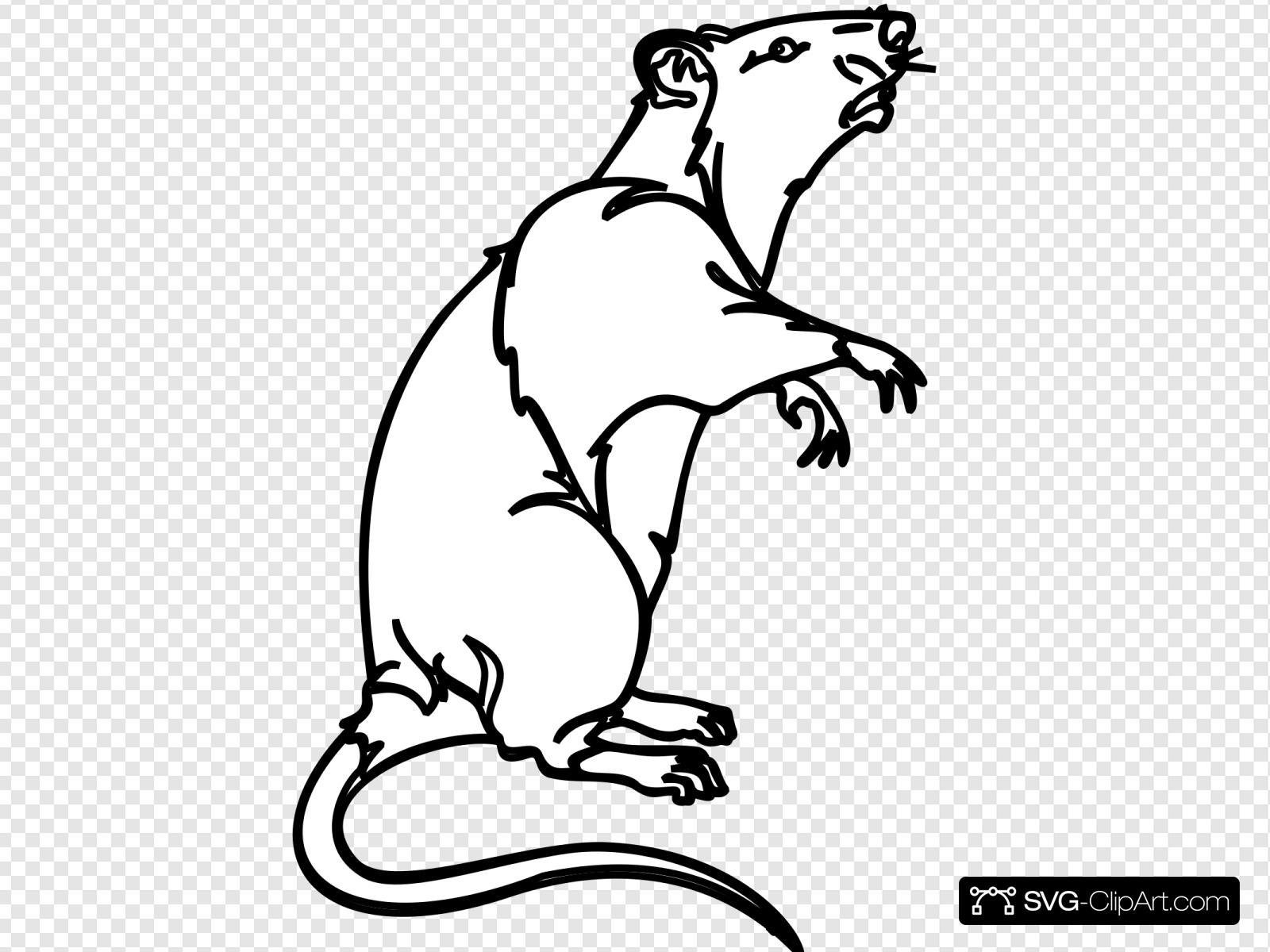 Крыса сбоку рисунок