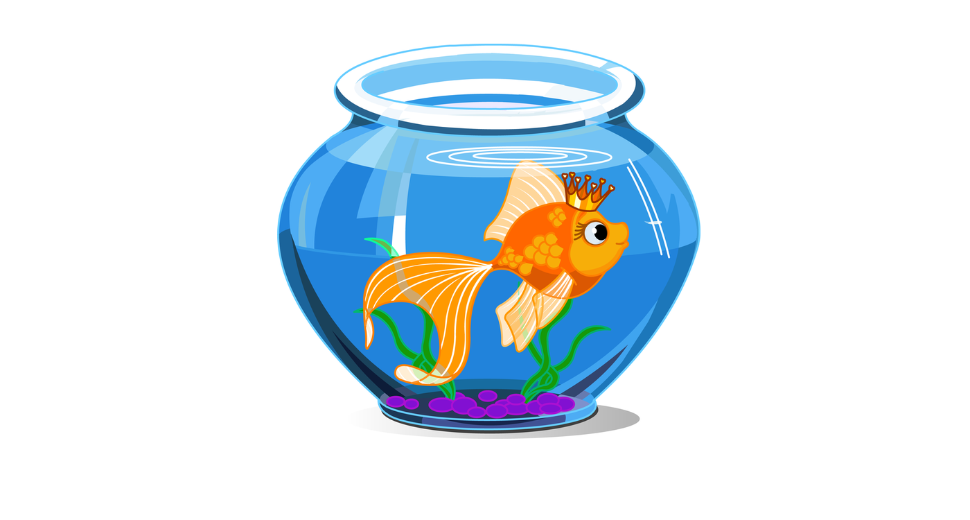 Новая рыбка в аквариуме. Рыбки для аквариума. Золотая рыбка в аквариуме. Аквариум с рыбками для детей. Аквариум рыбки для дет.