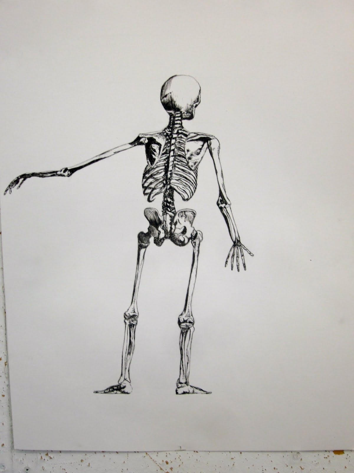 Скелет карандашом. Скелет в полный рост референс. Скелет нарисовать. Скелет человека рисунок. Как рисовать скелет