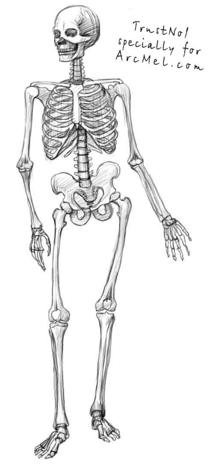 Скелет рисунок. Скелет карандашом. Скелет человека для рисования. Скелет рисунок карандашом.