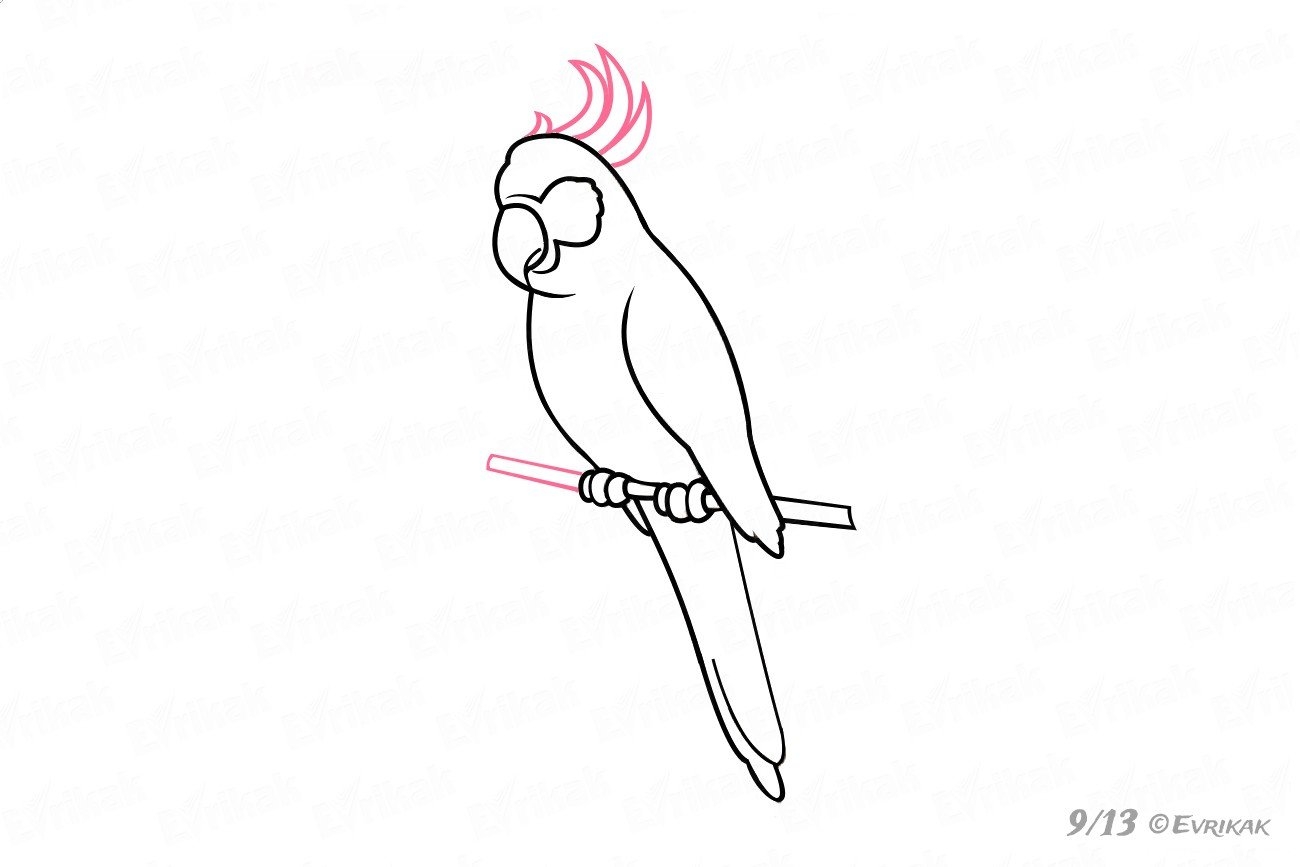 Рисунки для срисовки попугай легко