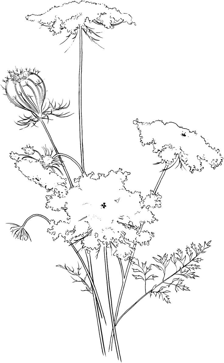 Нарисовать ядовитое растение борщевик