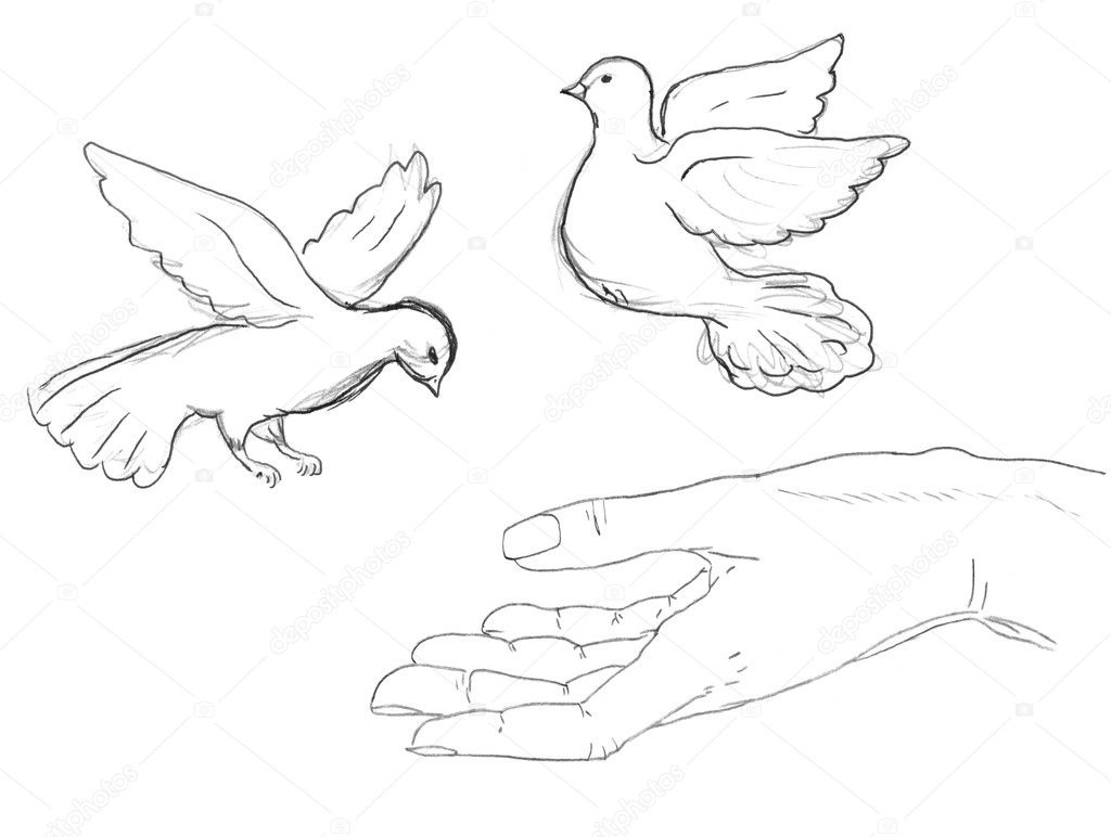 Птица в руках рисунок контур