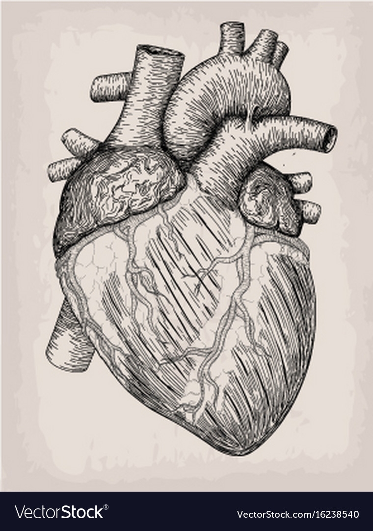 Анатомическое сердце тату эскиз