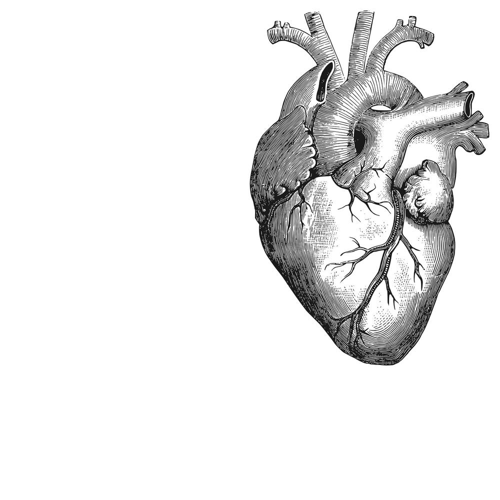 Человеческое сердце рисунок поэтапно