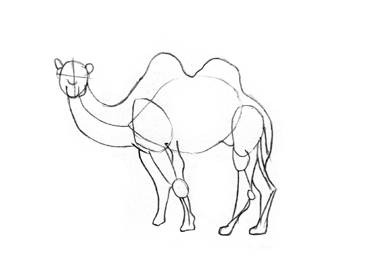 Верблюд карандашом