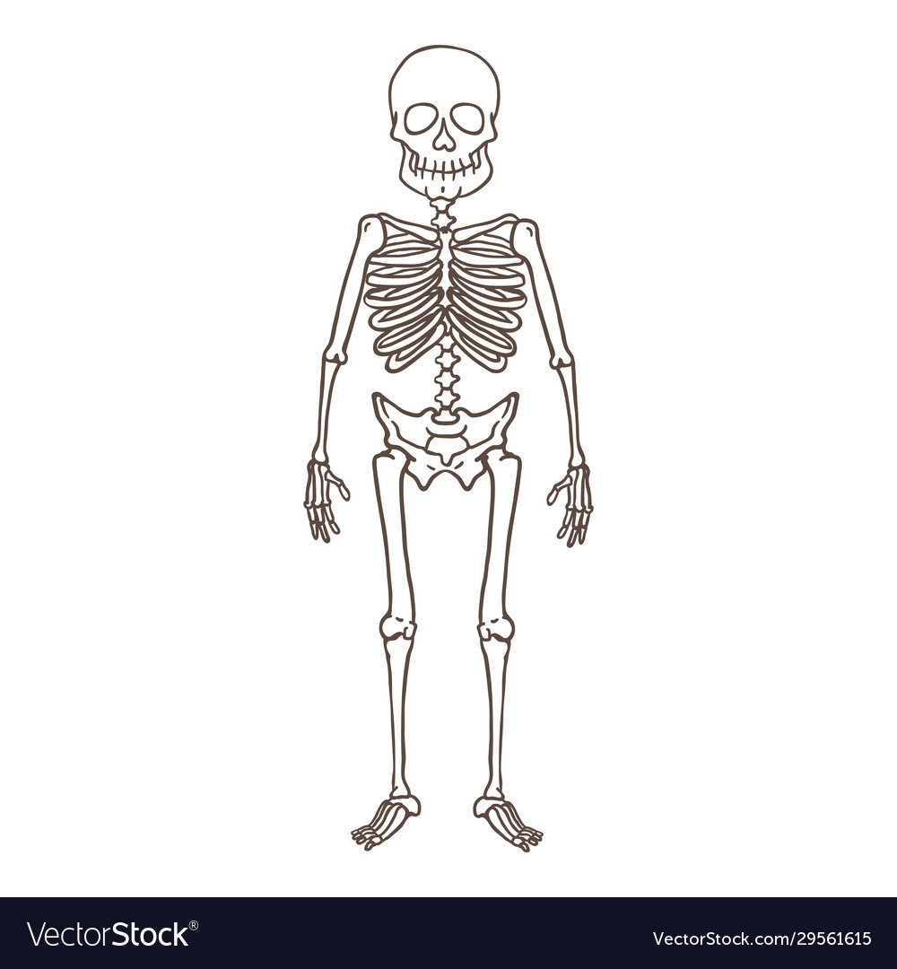 Как нарисовать скелет человека для детей