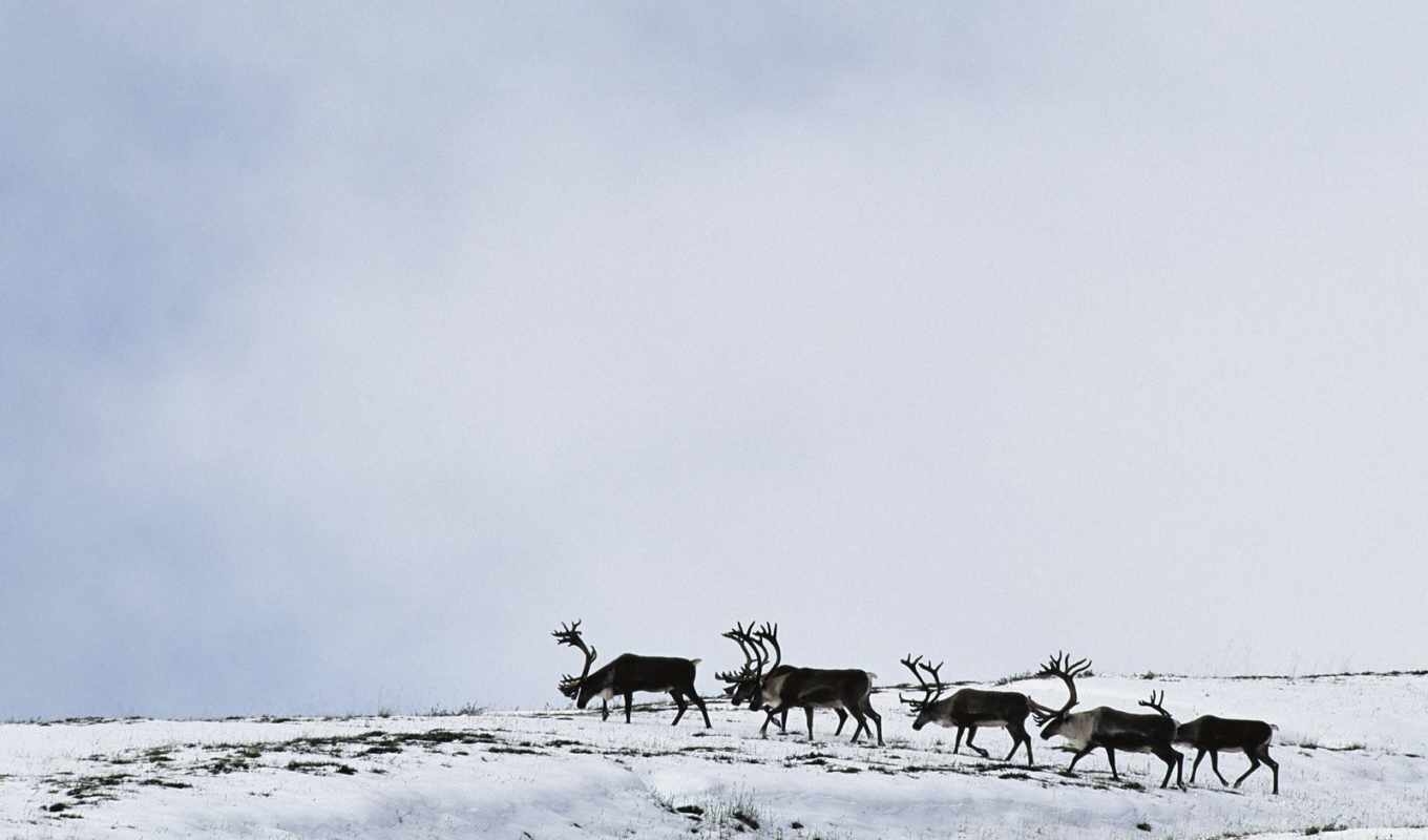 Северный олень в тундре рисунок