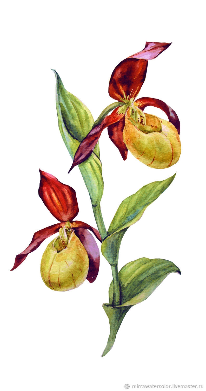 Венерин башмачок ботаника