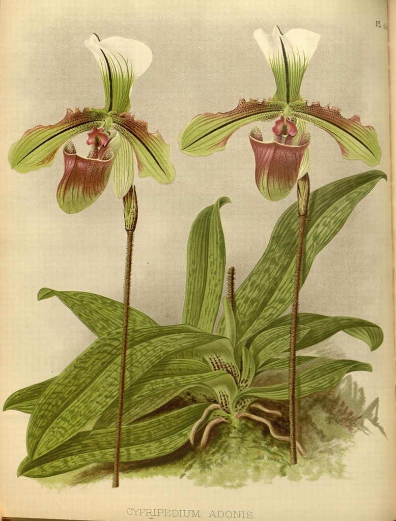 Пафиопедилум Ботанические растения