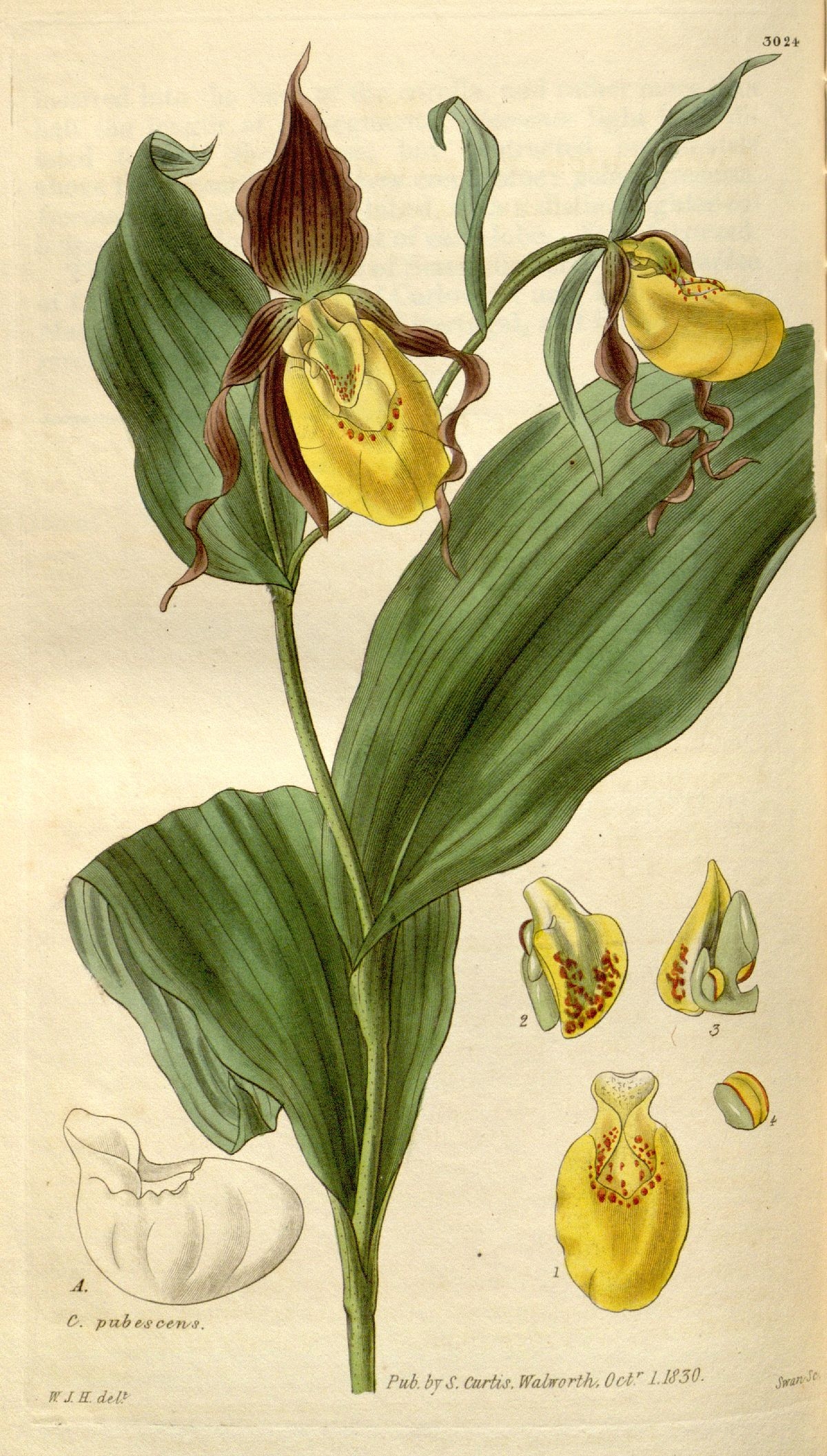 Венерин башмачок Ботаническая иллюстрация