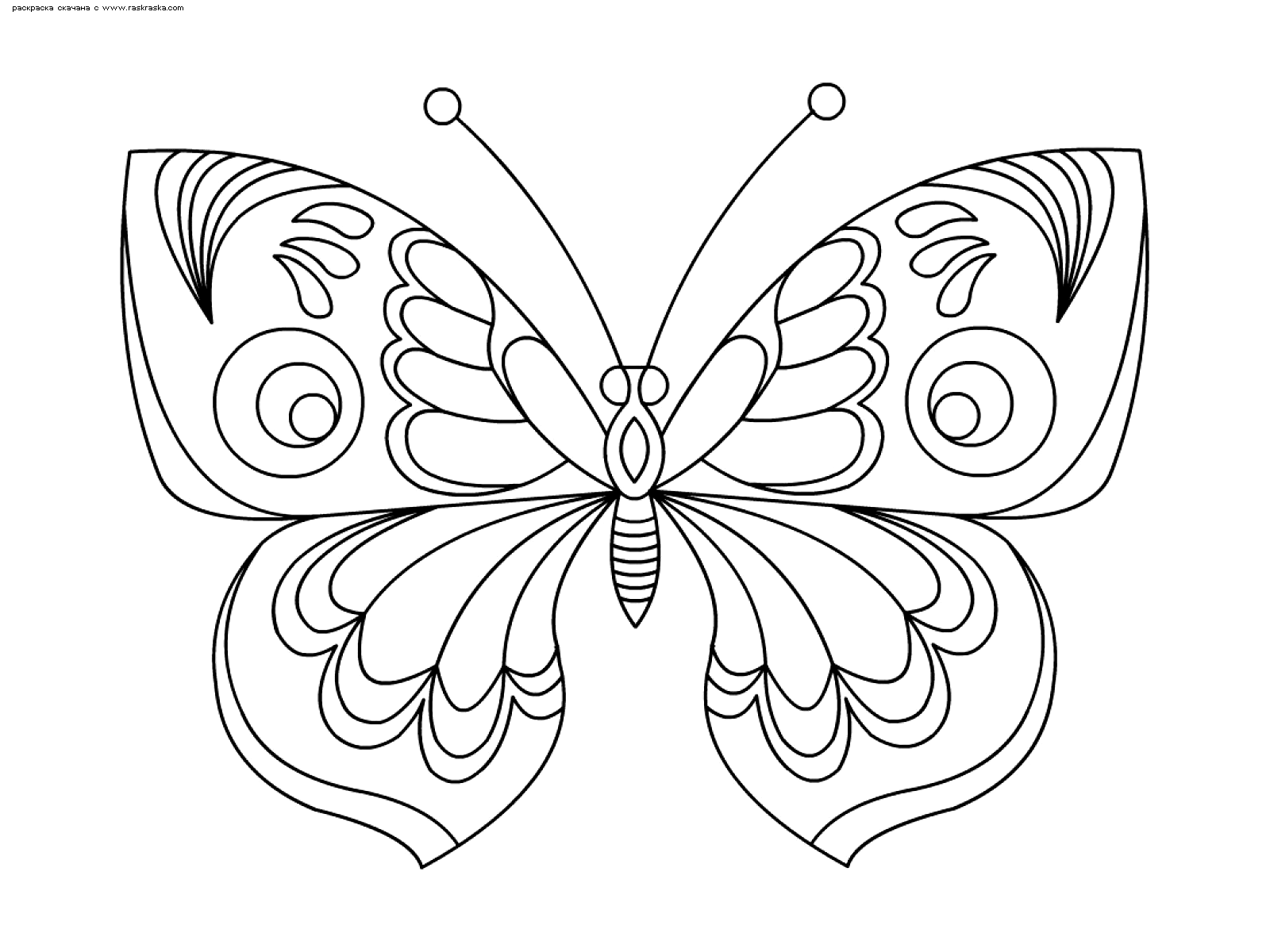 Раскраски онлайн Бабочки