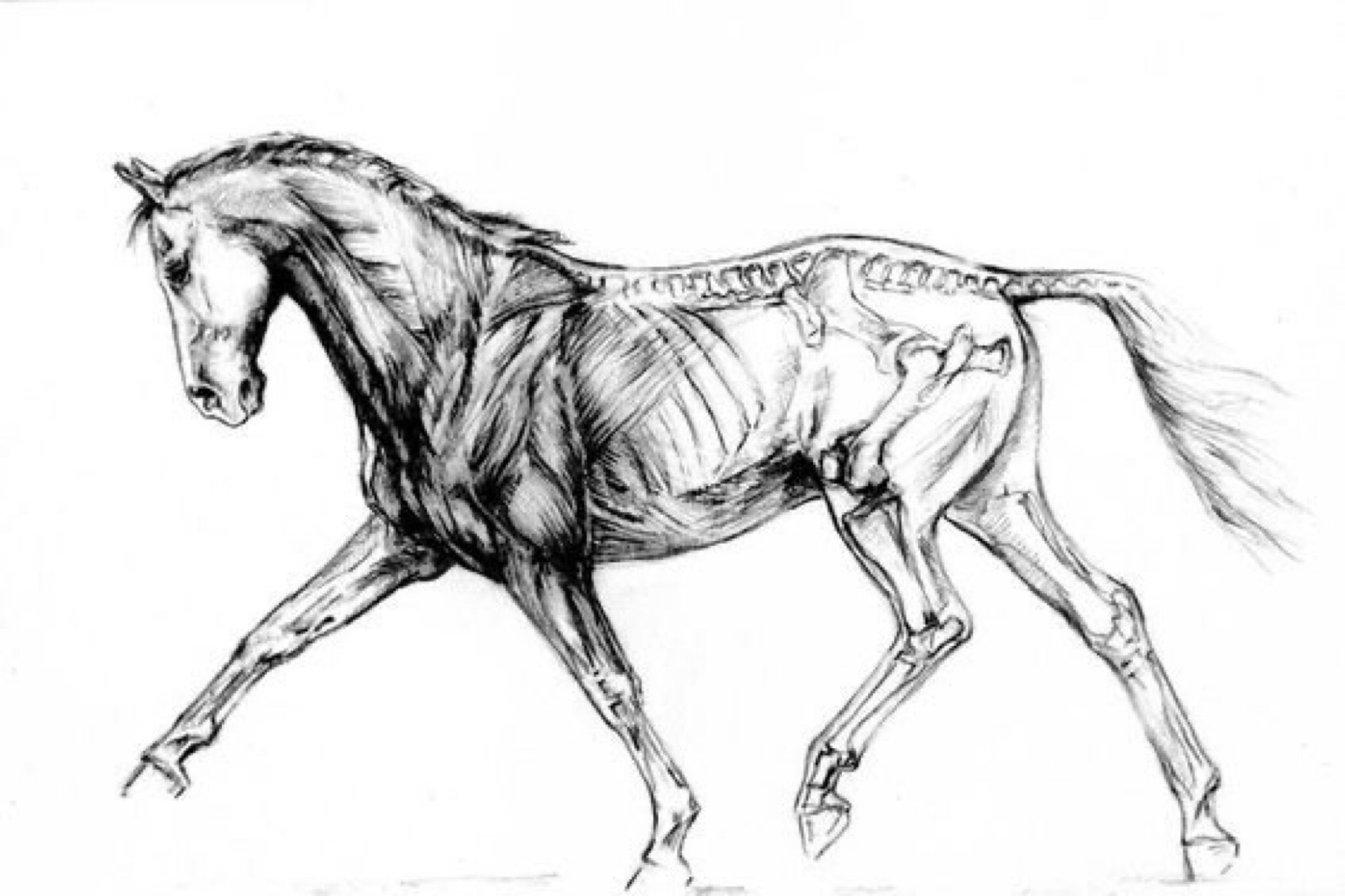 Анатомия лошади в движении