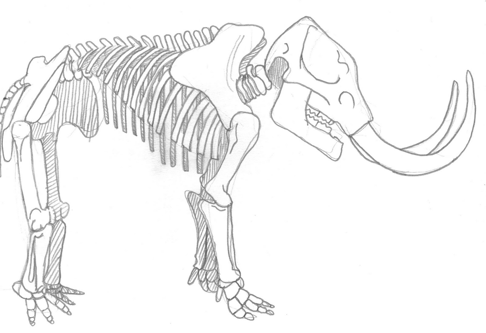 Скелет мамонта вид сбоку