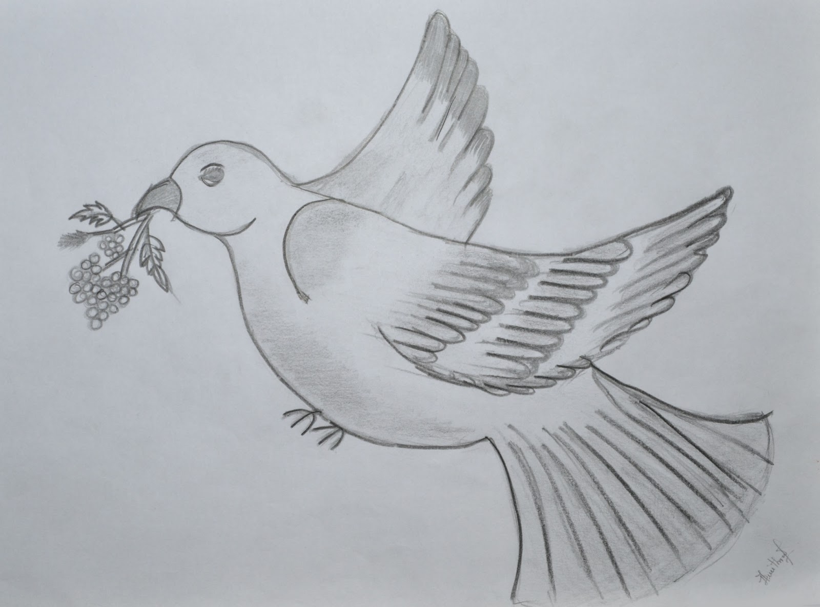 Рисунок птицы 5 класс. Голубь рисунок карандашом. Рисунок птицы карандашом для срисовки. Наброски голубей карандашом. Фото голубя карандашом.