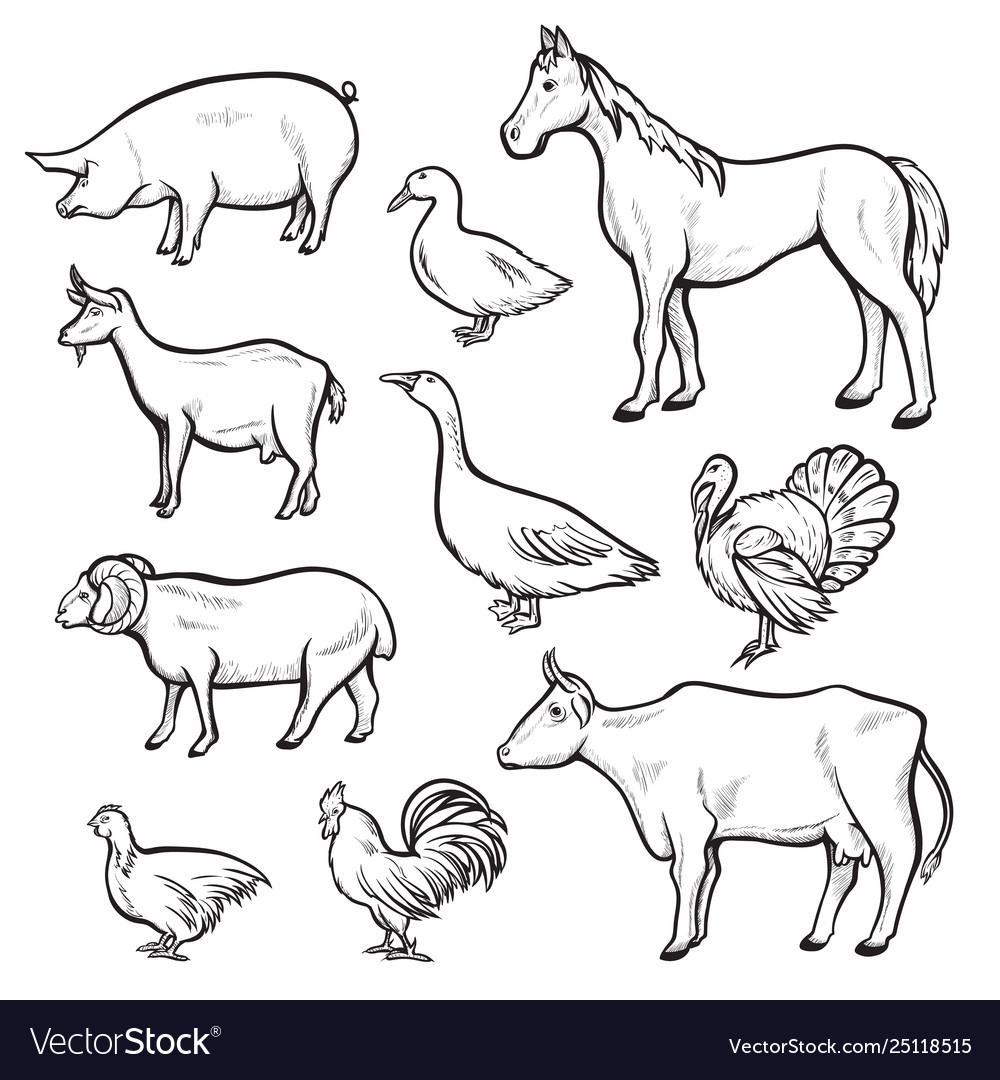 Графические рисунки домашних животных