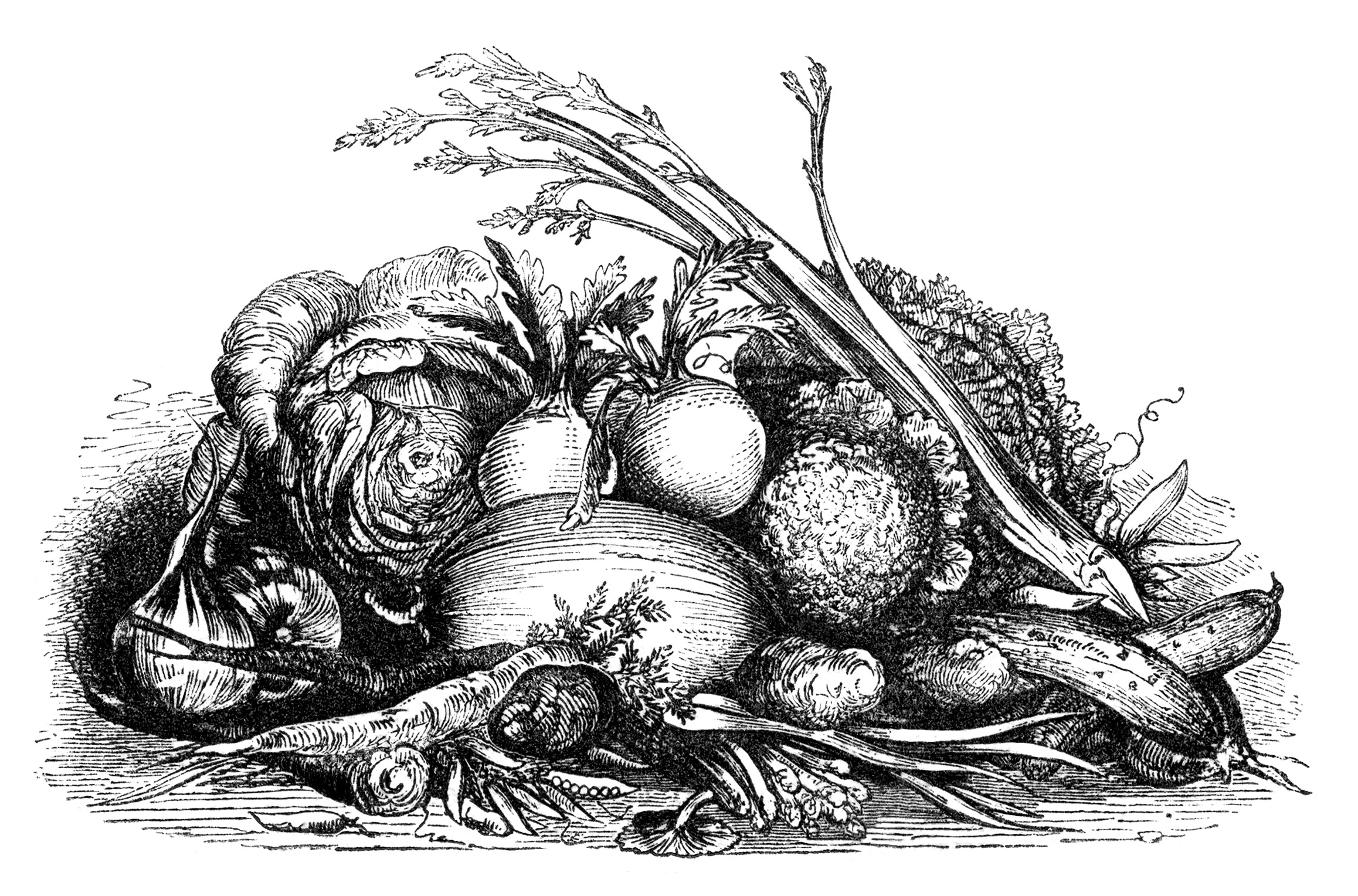 Овощи гравюра