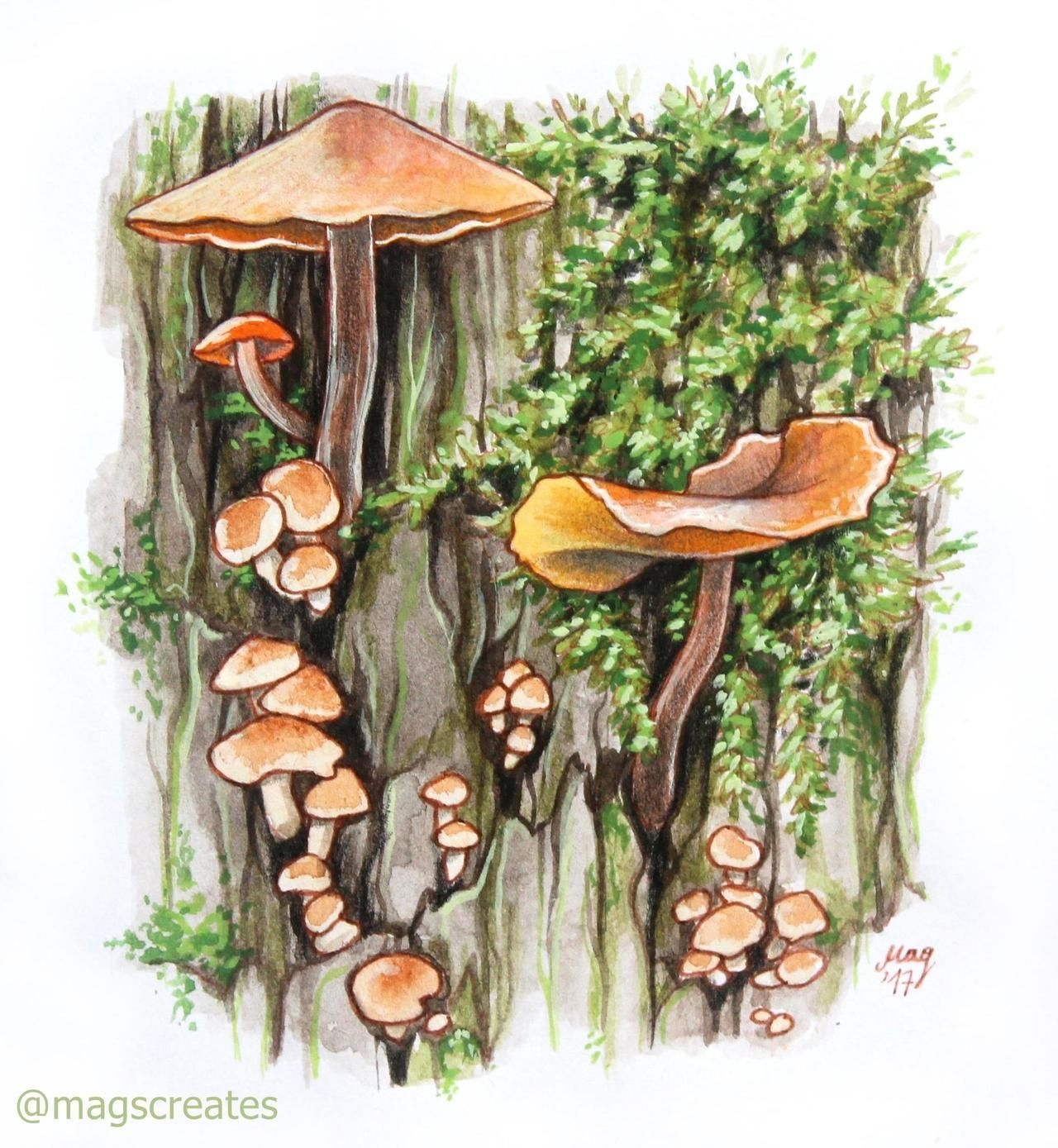 Эскиз грибы в лесу