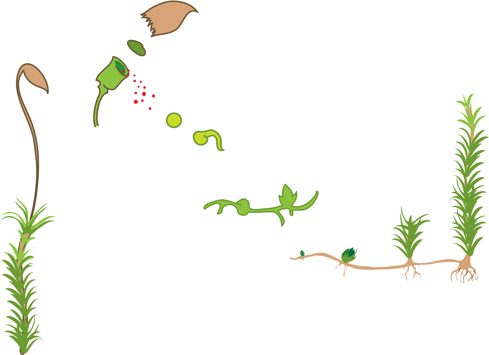 Споры растений рисунок. Размножение мхов фунария. Жизненный цикл мха фунария. Спорообразование у мхов. Мох вектор.