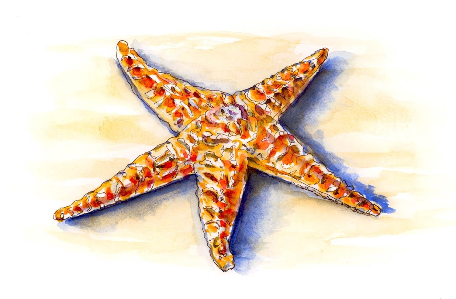 Морская звезда акварель