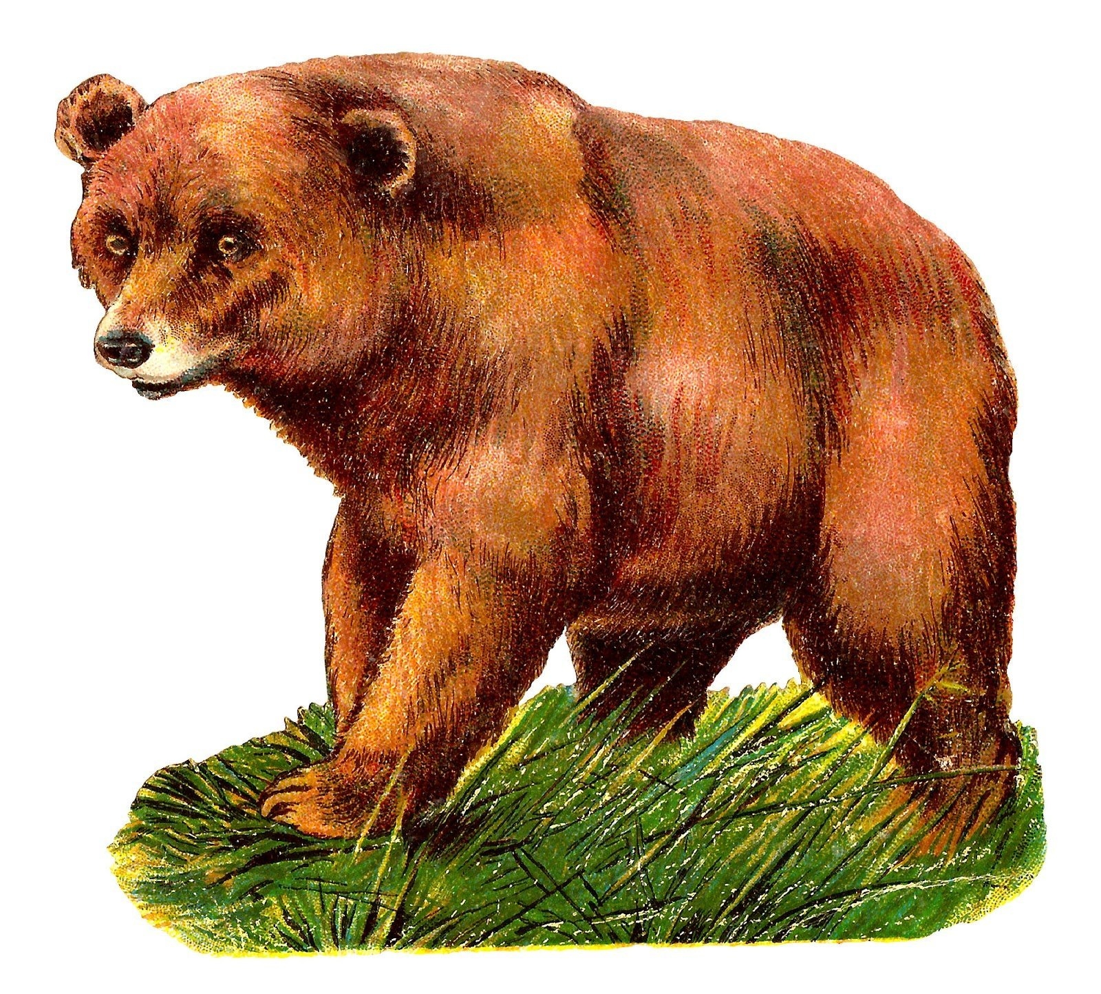 Медведь раскраска Изображения – скачать бесплатно на Freepik