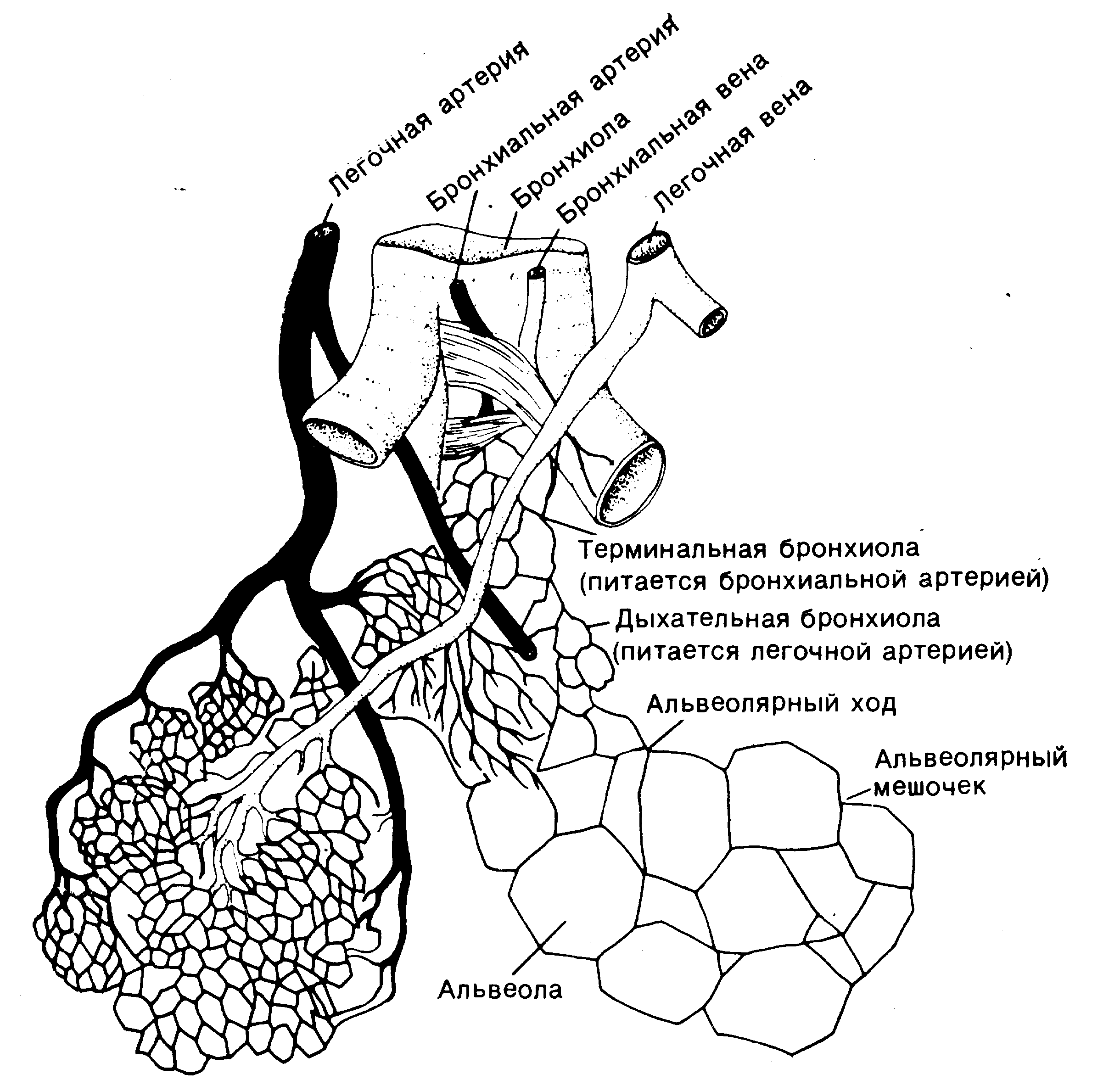 Схема строения ацинуса легкого