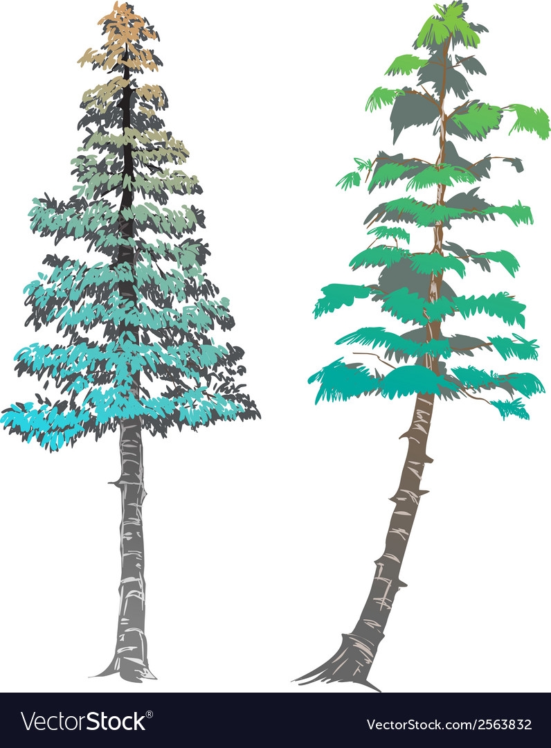 Pinetree иллюстрация штока