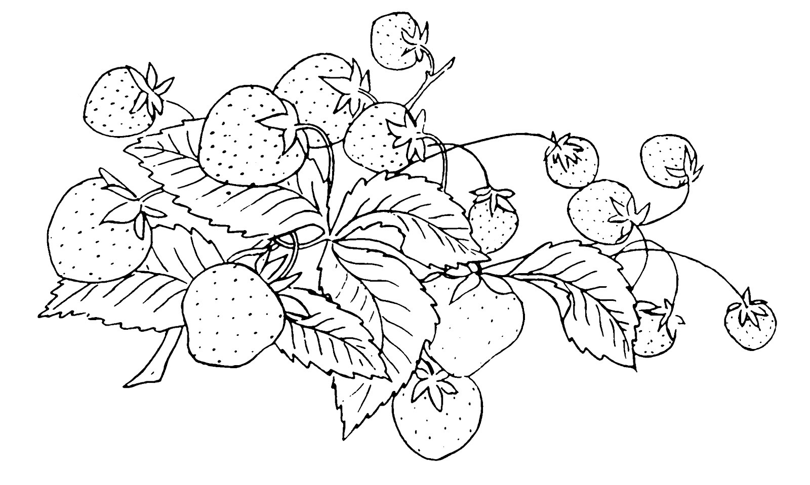 Зарисовки ягод