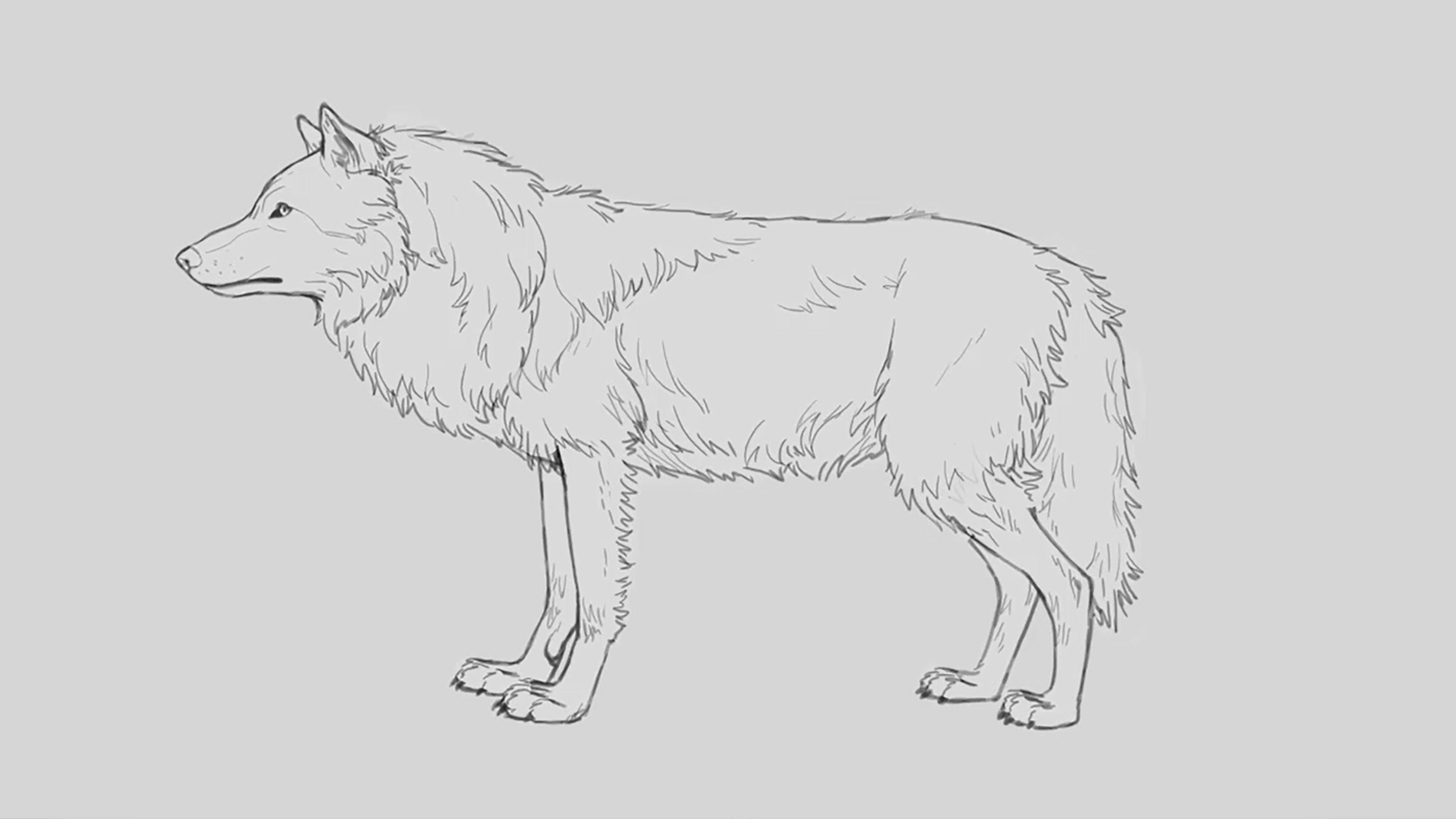 Хвост волка рисунок карандашом