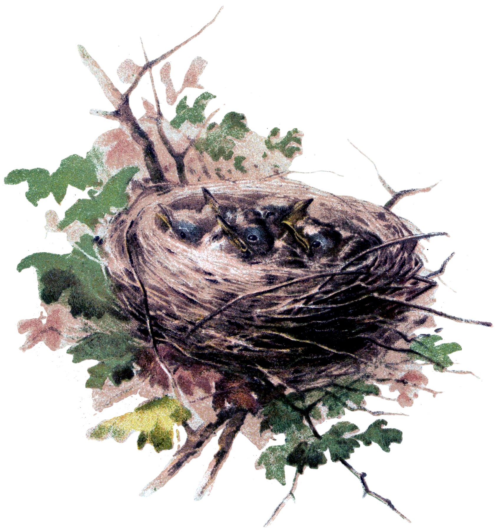 Their nests. Грачата в гнезде. Гнездо Грача с птенцами для детей. Гнездо на дереве. Птичье гнездо.