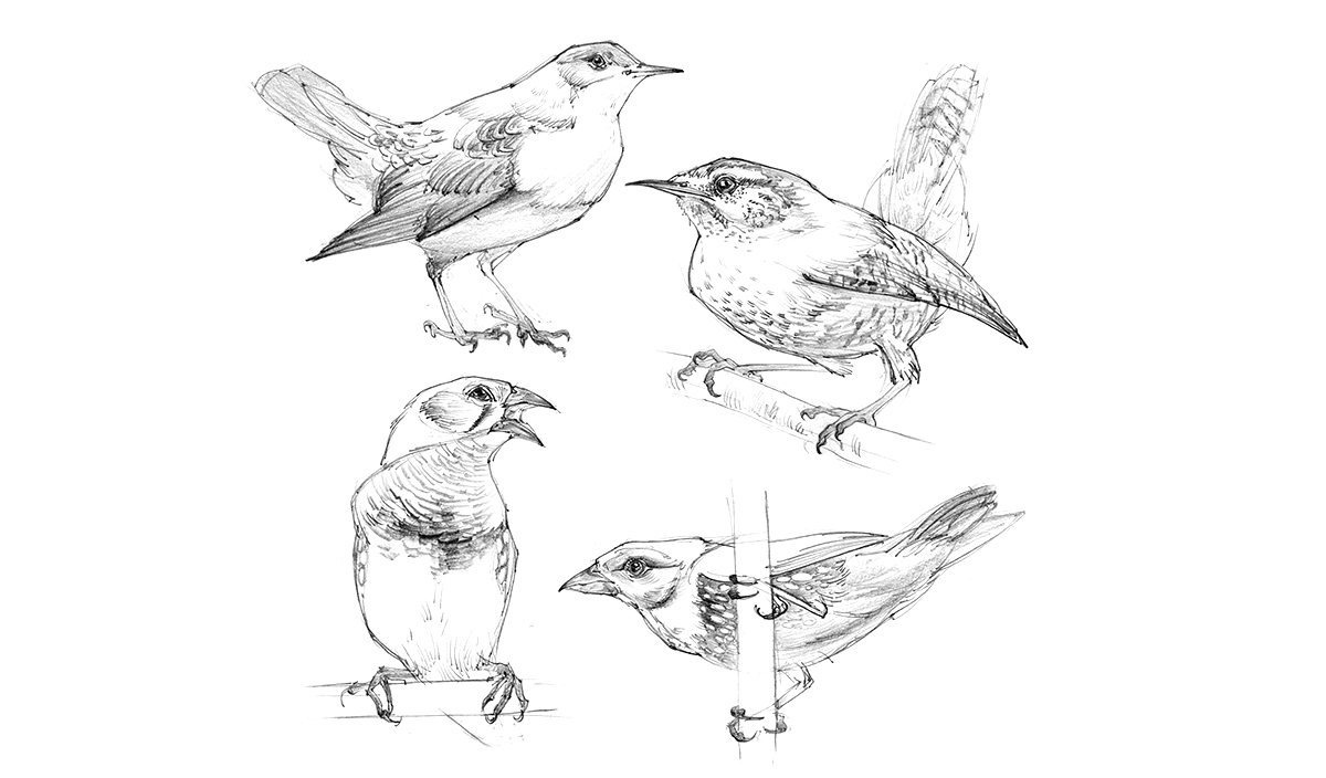 Рисунки для скетчбука птицы