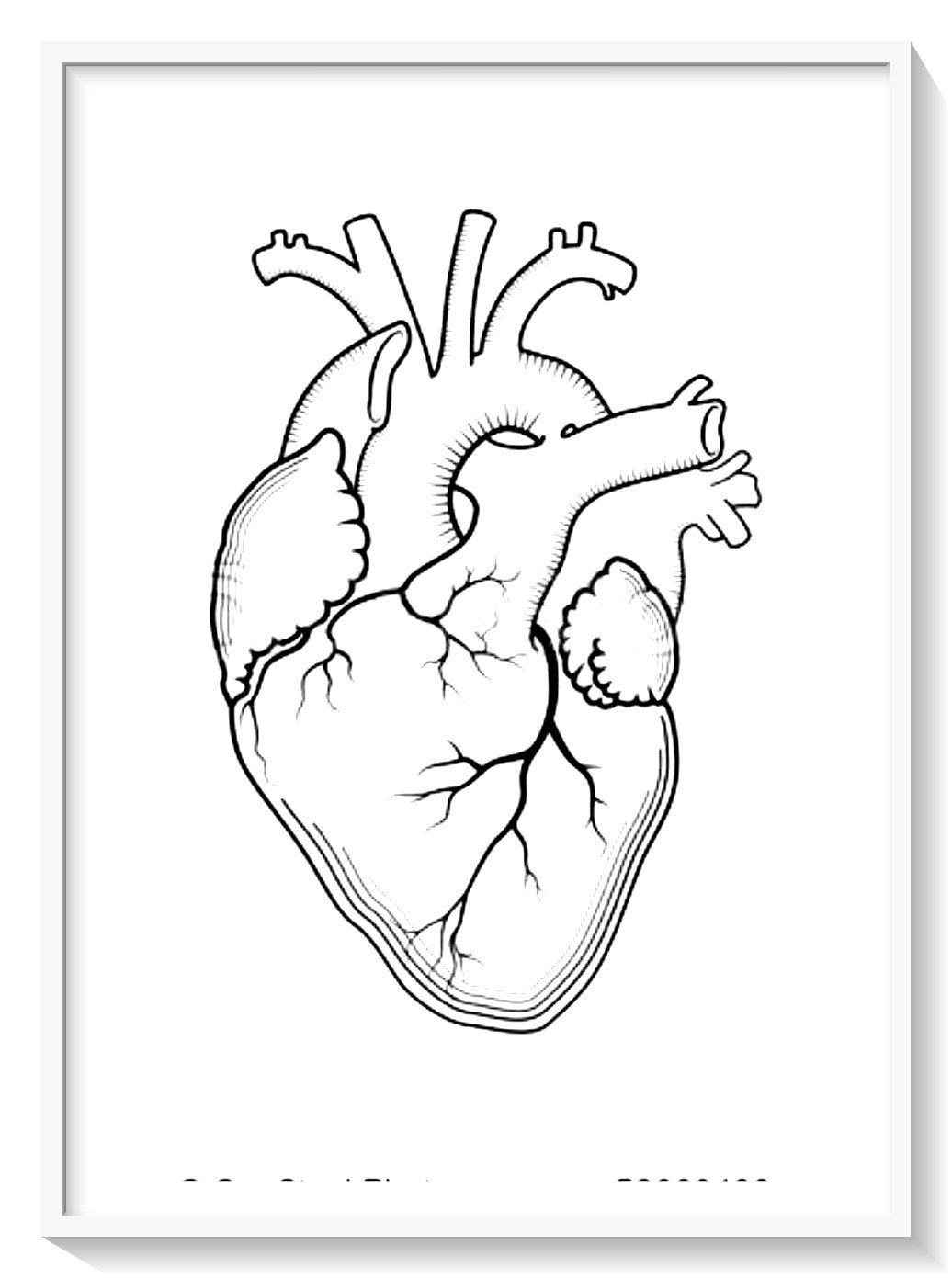 Орган сердце человека рисунок. Человеческое сердце раскраска. Человеческое сердце контур. Сердце рисунок карандашом анатомия. Сердце человека раскраска для детей.