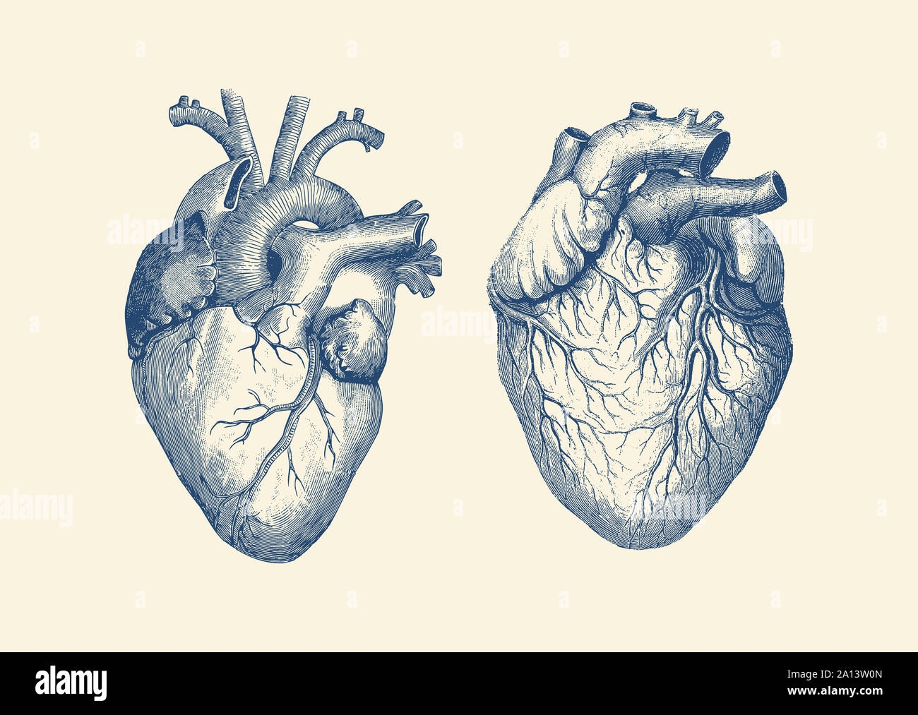 Анатомическое сердце с двух сторон