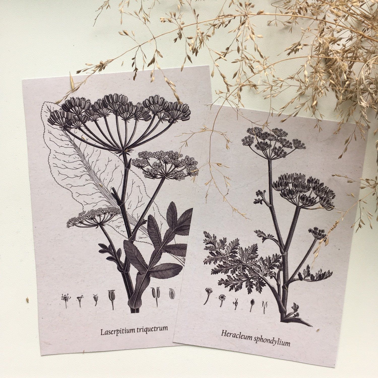 Ботанические открытки