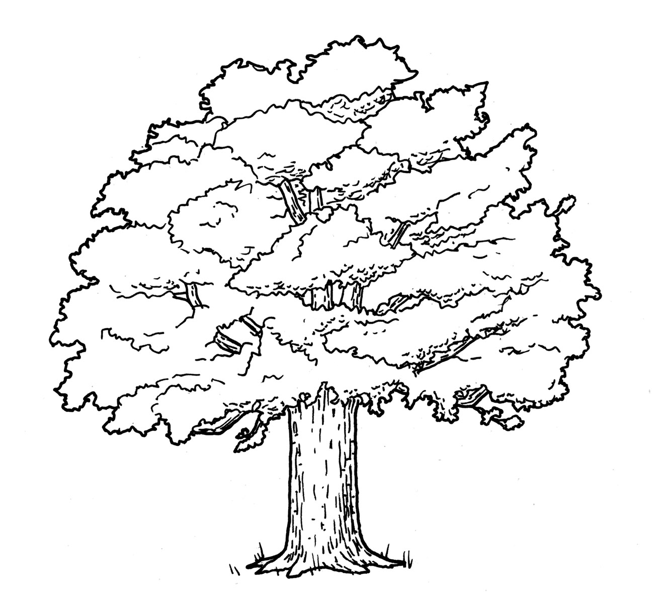 Дерево дуб раскраска