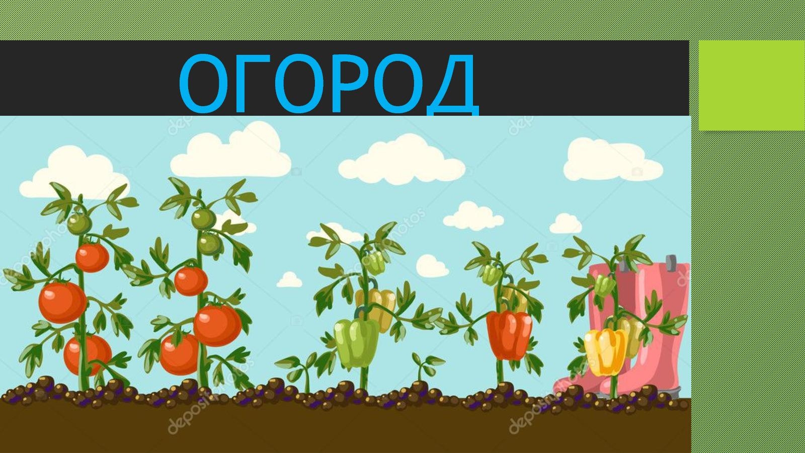 Фон для презентации про огород