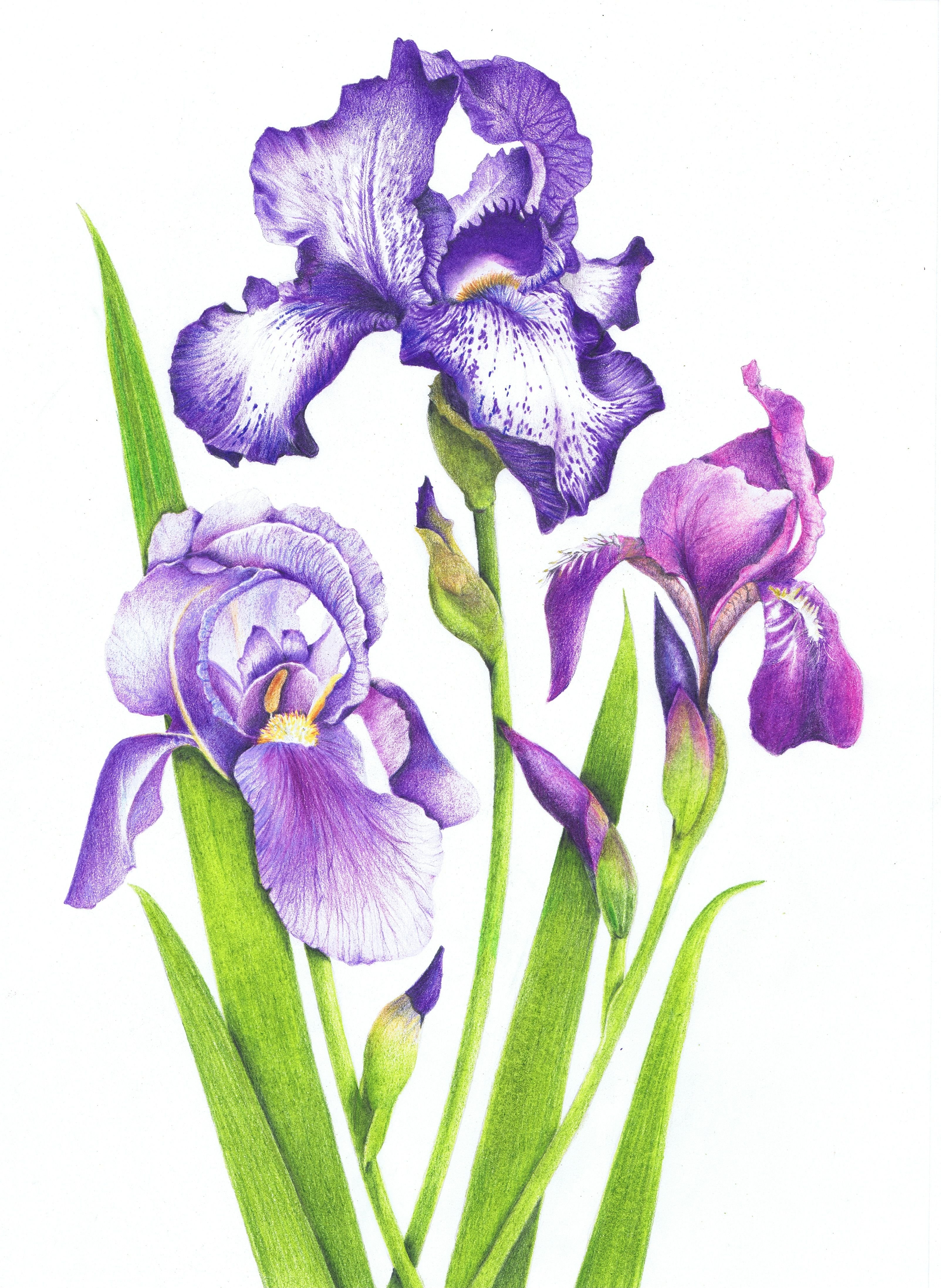 Image result for Iris Flower Coloring Page | Iris drawing, Flower coloring pages, Flower drawing