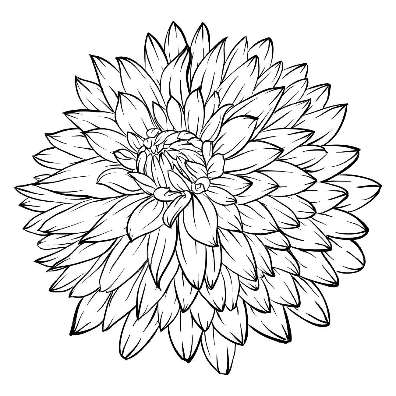 Раскраска георгин цветок