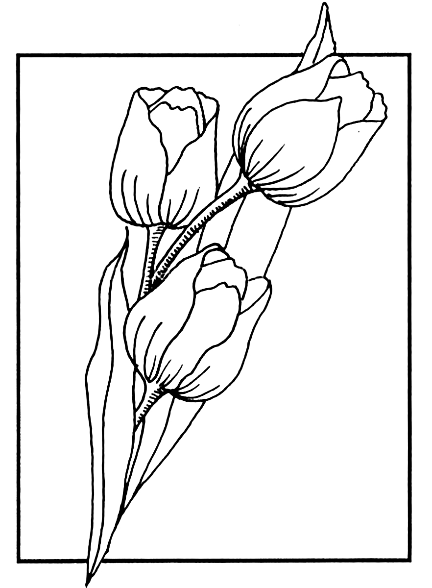 Тюльпаны линейный рисунок