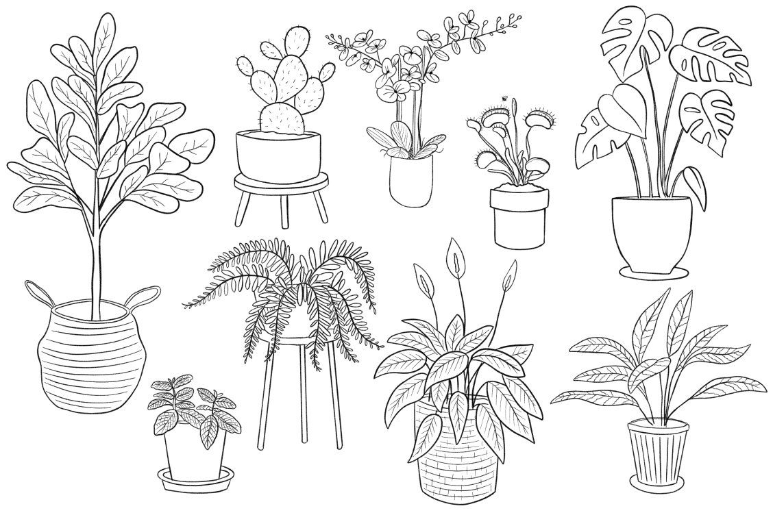 Раскраска комнатные растения ♥ Онлайн и Распечатать Бесплатно!