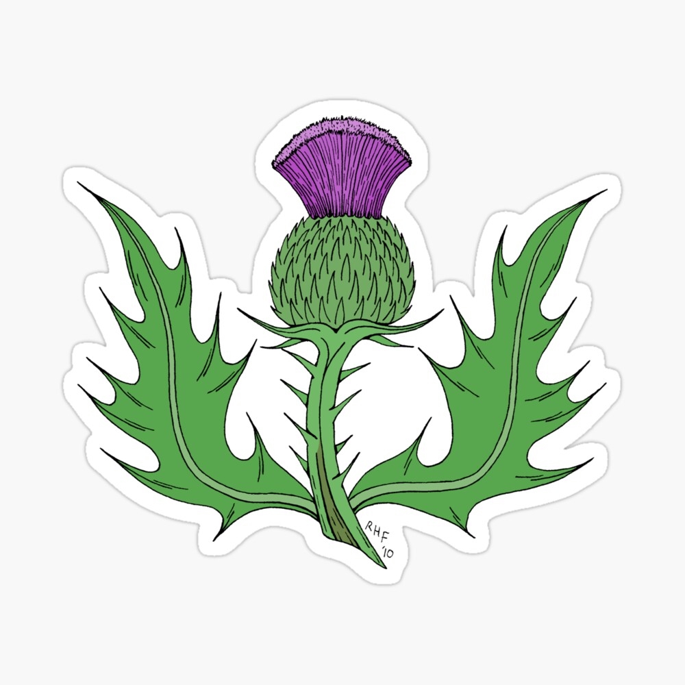 Thistle символ Шотландии