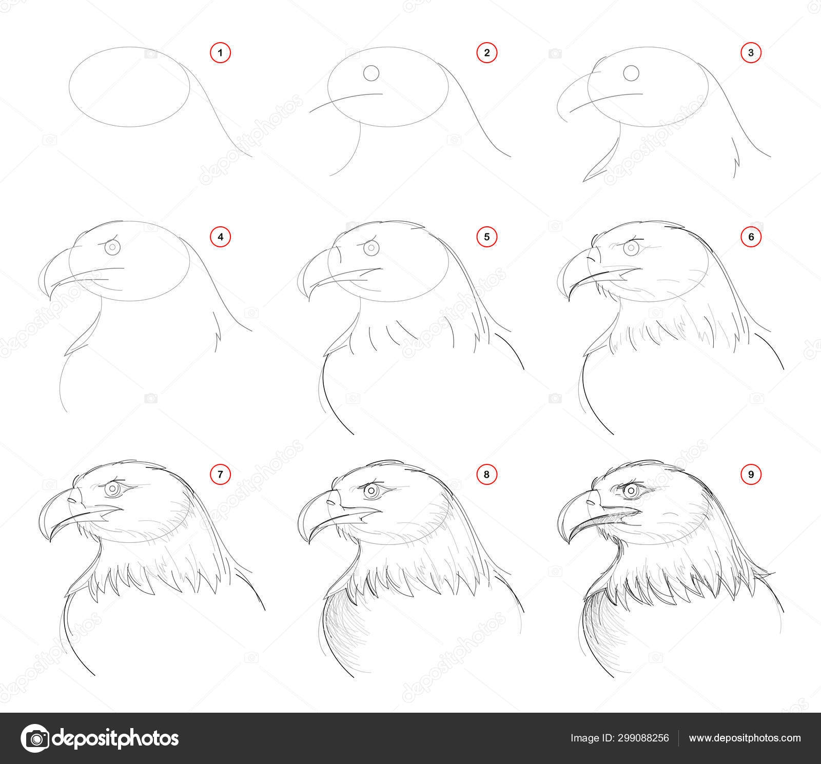 Поэтапное рисование орла карандашом