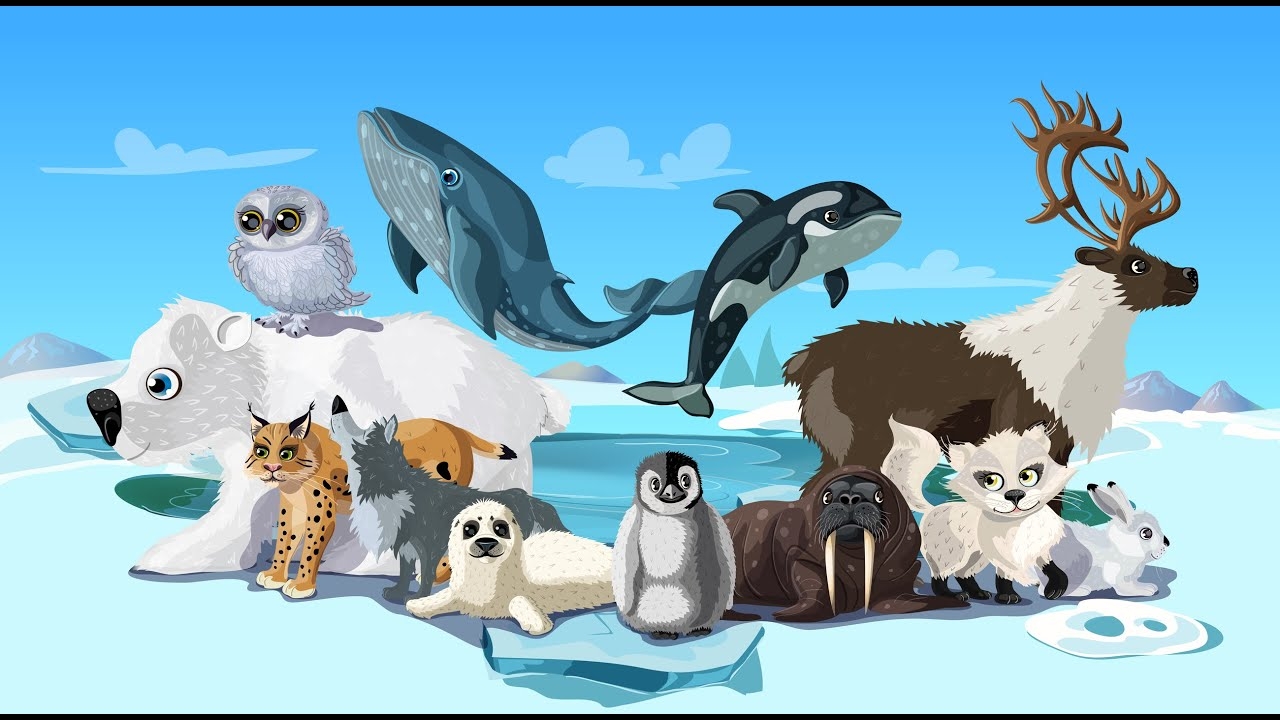 Животные Арктики и Антарктики для детей
