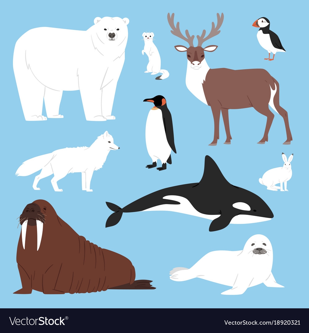 Животные Северного полюса для детей