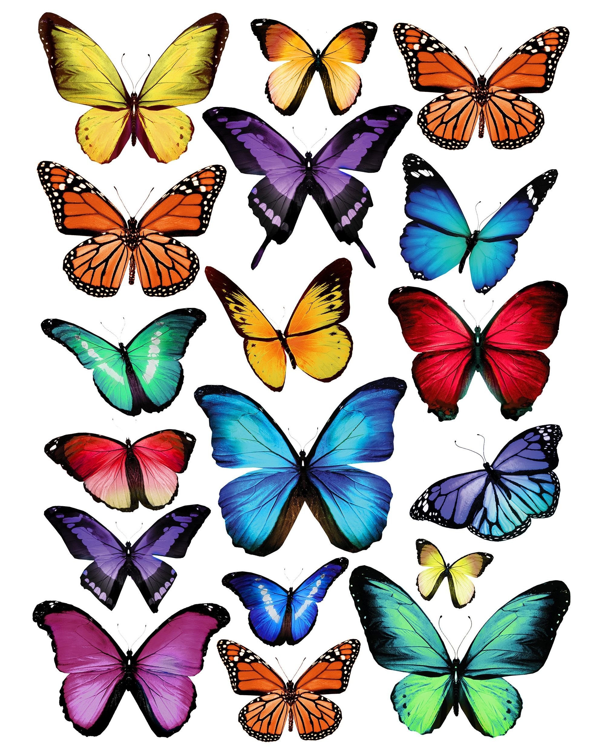 Распечатать цветной. Разноцветные бабочки. Бабочки цветные. Бабочка рисунок. Бабочки трафарет цветные.